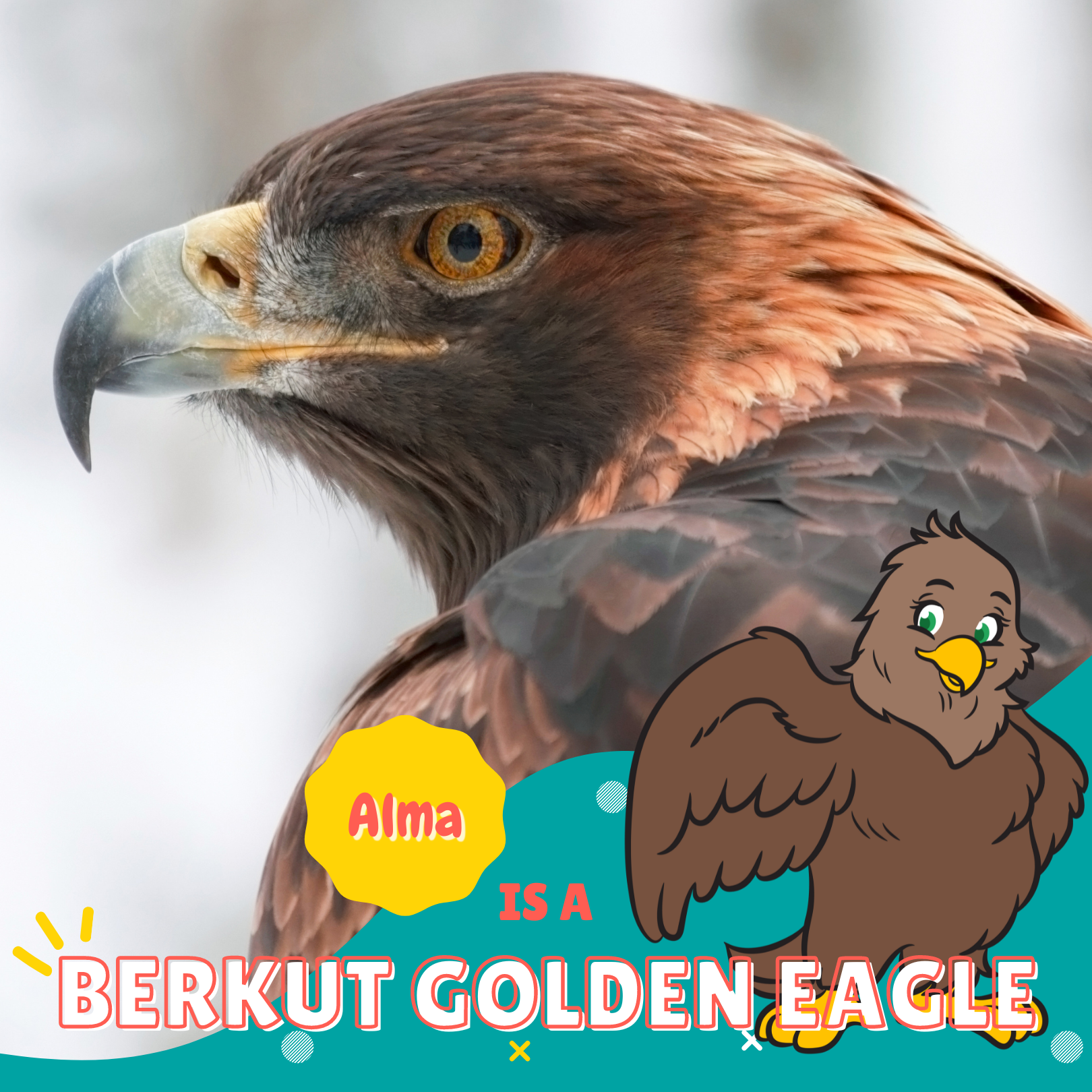 Alma is a Berkut Golden Eagle