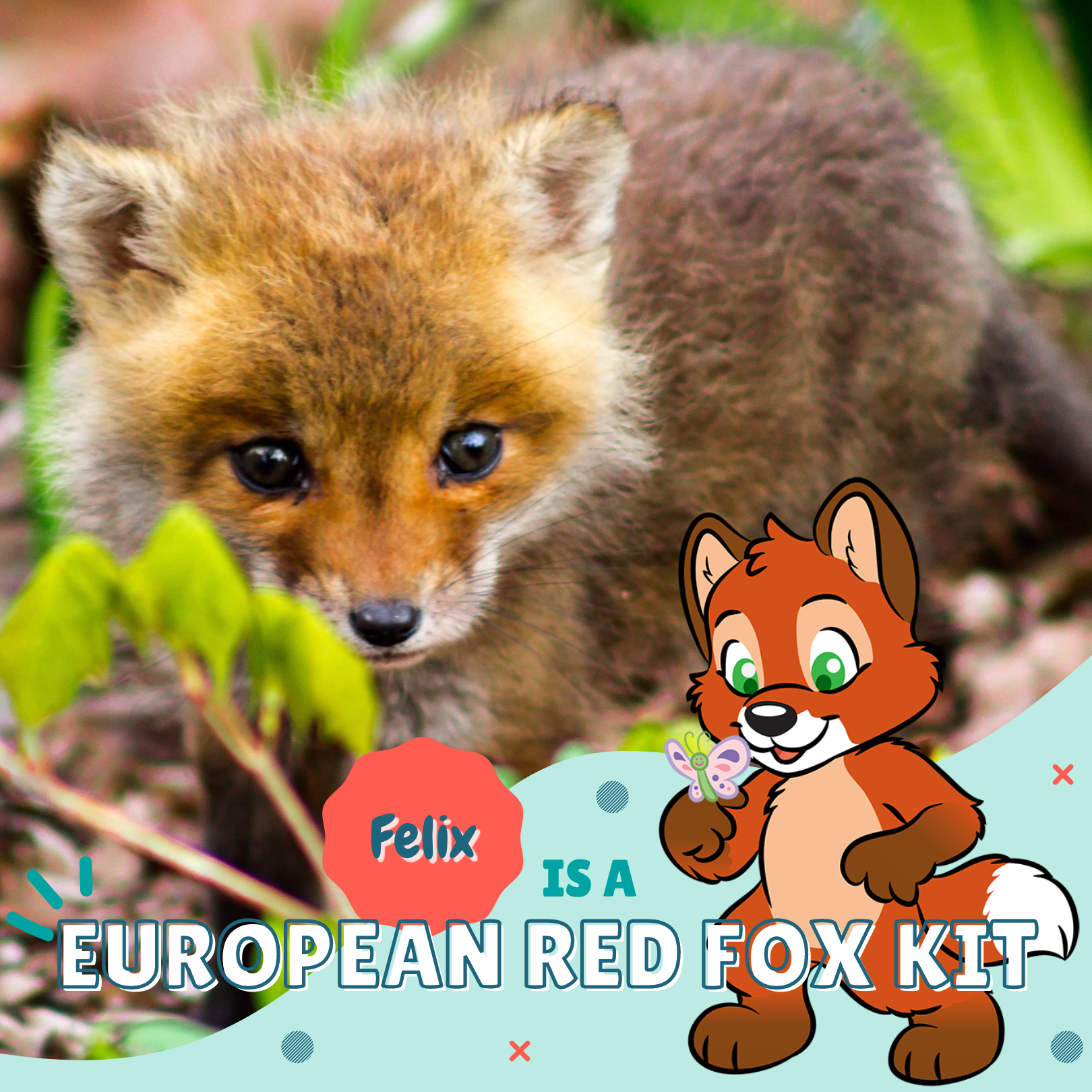Felix is a European Red Fox