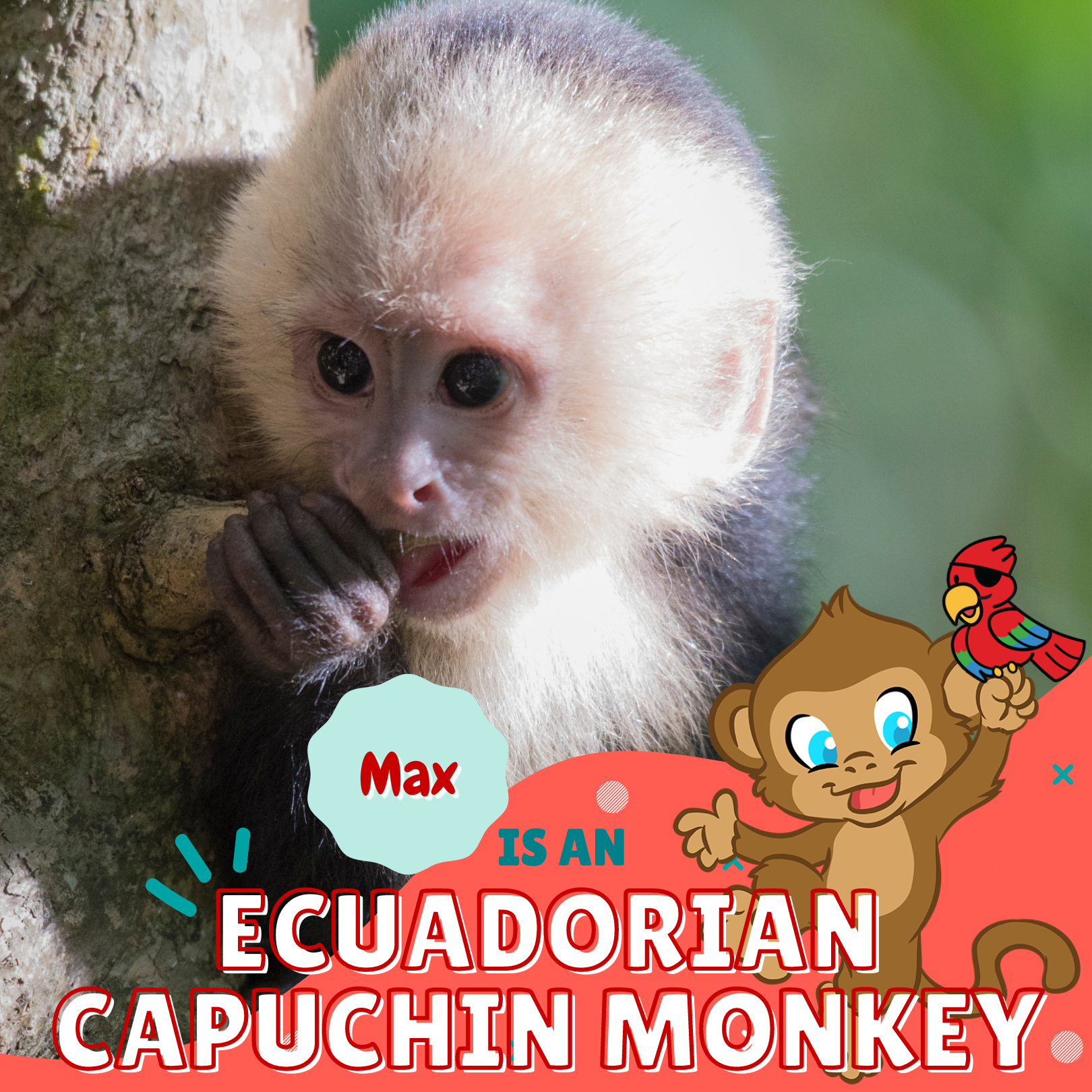 Max is an Ecuadorian Capuchin Monkey