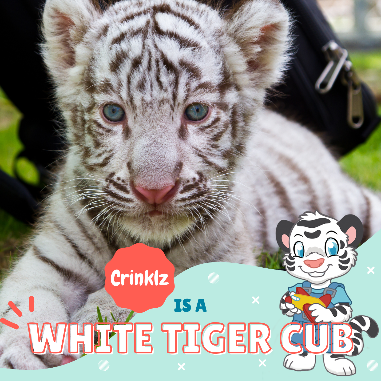Crinklz is a White Tiger Cub