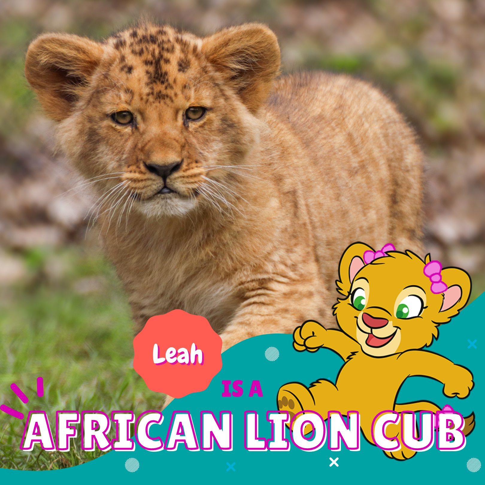 Leah is an African Lion