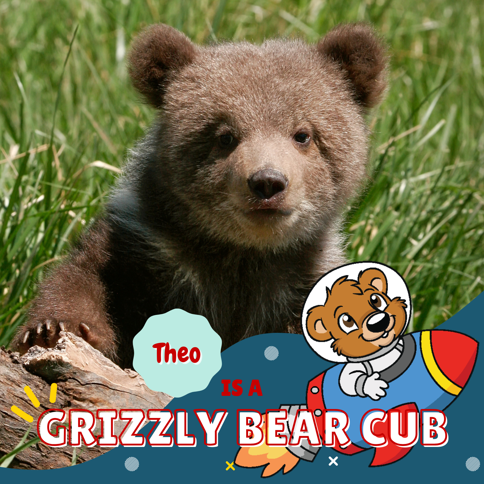 Theo is a Grizzly Bear